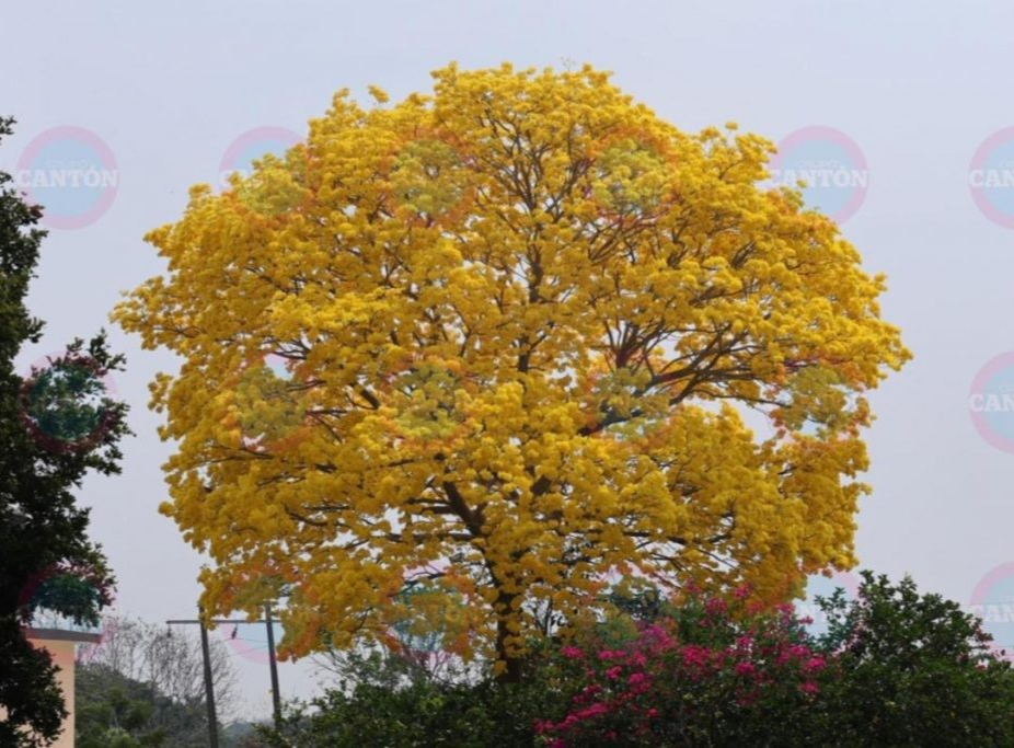 Yellow guayacan trees paint the Tabasco landscape gold.