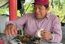Morena leader in Tabasco is caught eating turtle protected by law